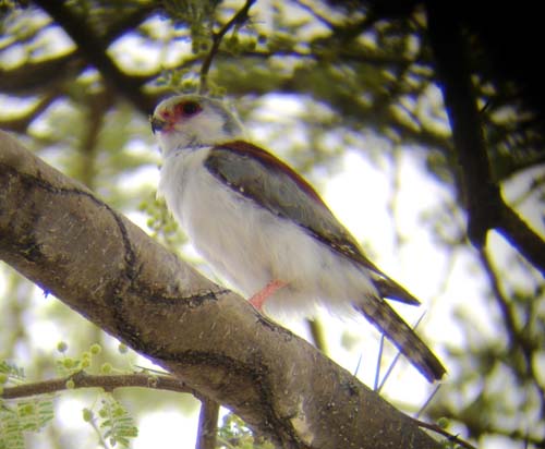 06.10-Pygmy-Falcon_etosha