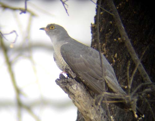 06.12-African-Cuckoo-Etosha