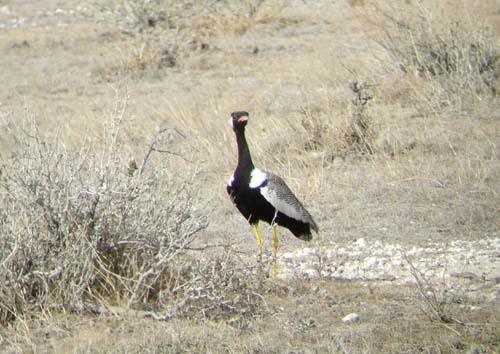 06.13-Northern-Black_Korhaan