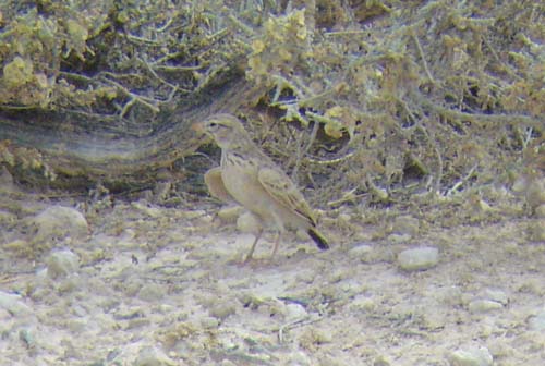 06.14-Pink-billed-Lark