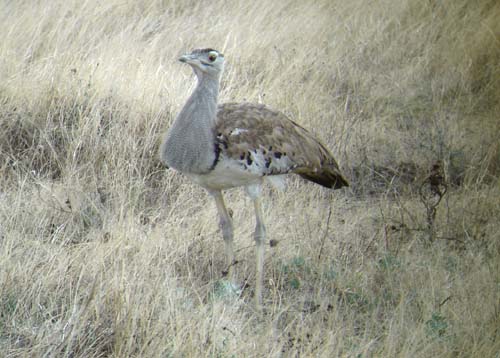 06.15-Kori-Bustard-Etosha