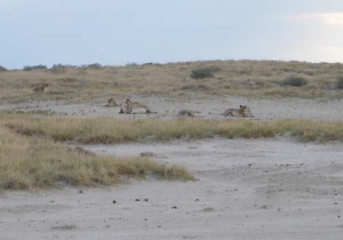06.16-Big-cats-etosha