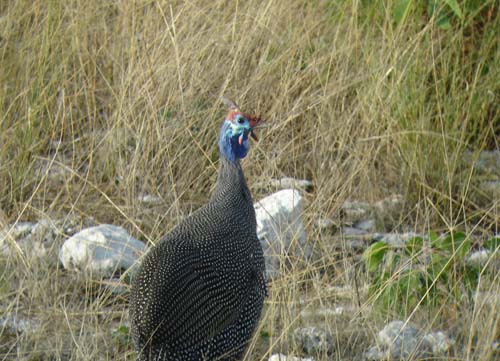 07.01-Helmeted_Guineafowl-damarensis-etosha