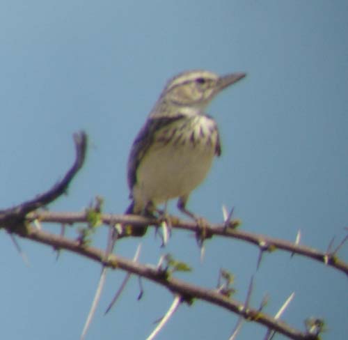 07.02-Long-bradfields-Lark