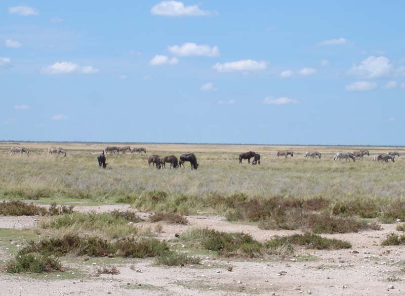 07.03-Etosha-game-