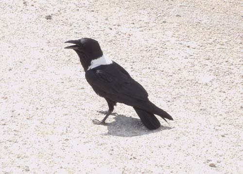 07.05-Pied-Crow