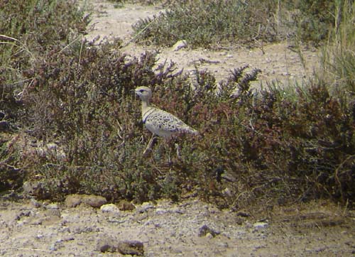07.06-Double-banded-Courser_Etosha