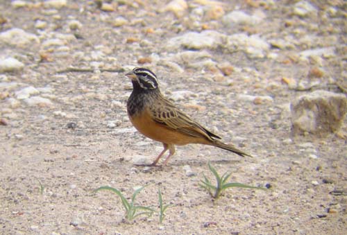 07.07-Cinnamon-breasted-Rock_Bunting_Etosha