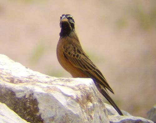 07.08-Cinnamon-breasted-Rock_Bunting_Etosha-2
