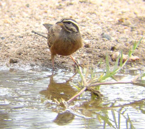 07.09-female-Cinnamon-breasted-Rock-Bunting