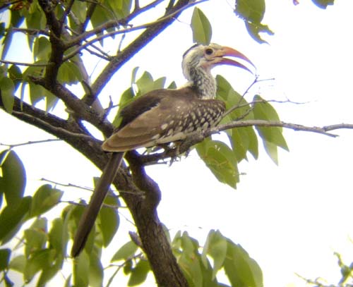 07.10-DamaraXredbilled-Hornbill_Halali