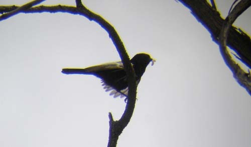 07.11-Carps-tit-Nuptual-feeding