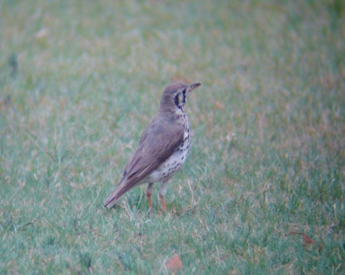 07.12-Groundscraper-thrush