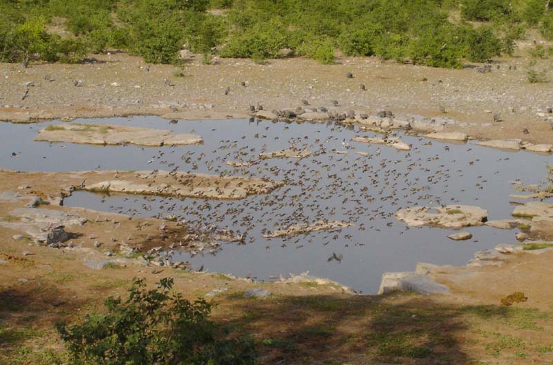 08.03-Halali-Waterhole