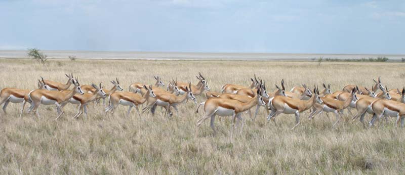 08.04-Etosha-Springbokke