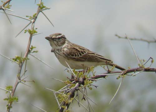 08.05-Sabota_Lark-Etosha