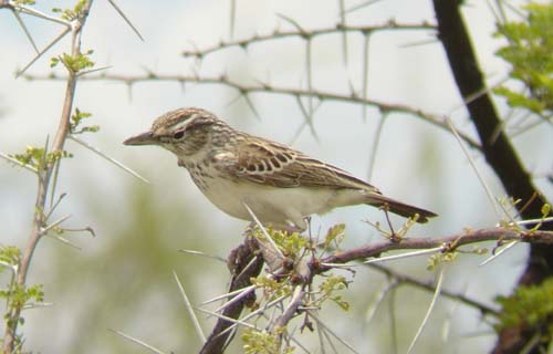 08.06-Sabota-(Bradfields)-Lark