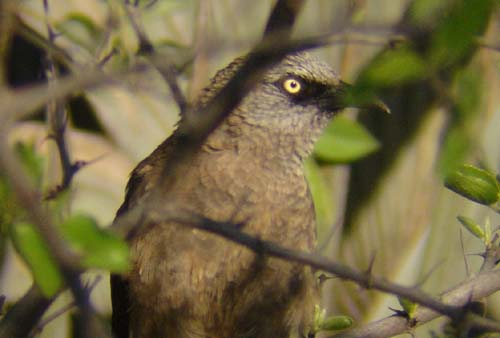 08.09-Black-faced-Babbler-Roys-camp