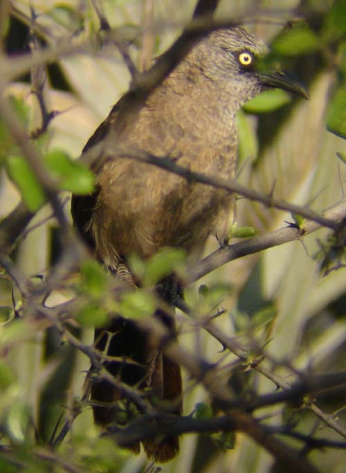 08.10-Black-faced-Babbler-Roys-camp-2