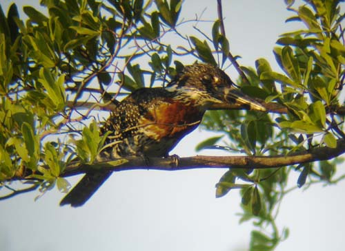 104-Giant-Kingfisher