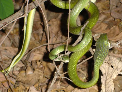 105-Western-green-snakes