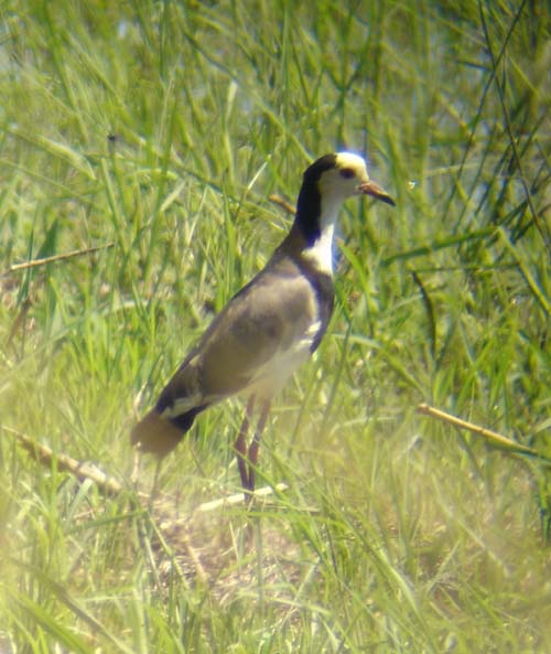106-Long-toed-lapwing-Mahango