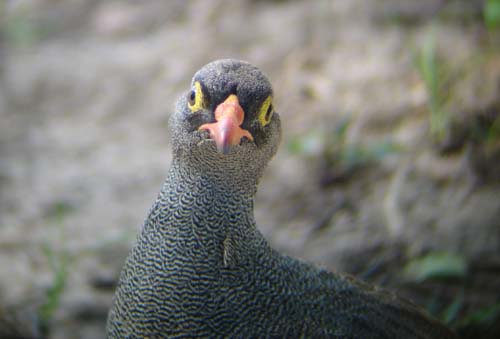 106.1-Red-billed-spurfowl-Mahango