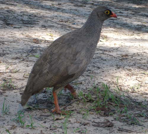106.2-Red-billed-spurfowl-Mahango
