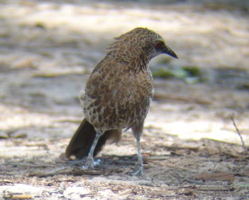 107-Hartlaub's-Babbler-Mahango