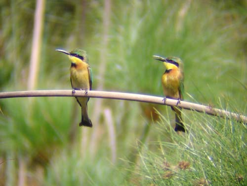 108-Little-bee-eaters-Mahango