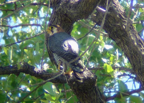 110-Red-necked-Falcon-Mahango