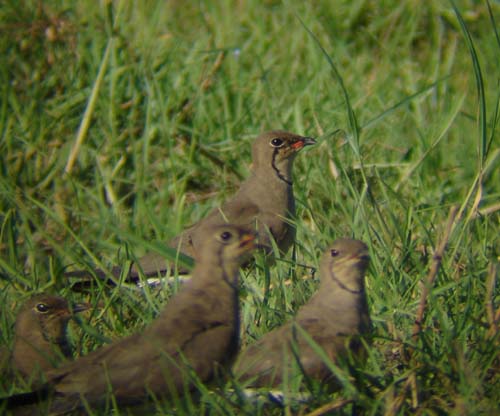 112.5-Collared-Pratincole-Mahango