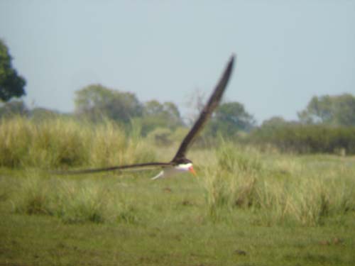 114-Skimmer-in-flight