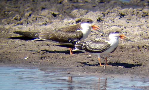 116-Skimmers-juve-Bwabwata