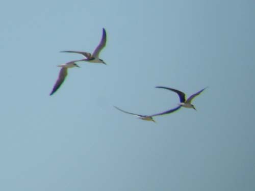 117-Skimmers-in-flight