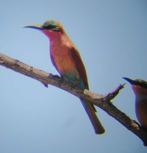 119-Carmine_bee-eater