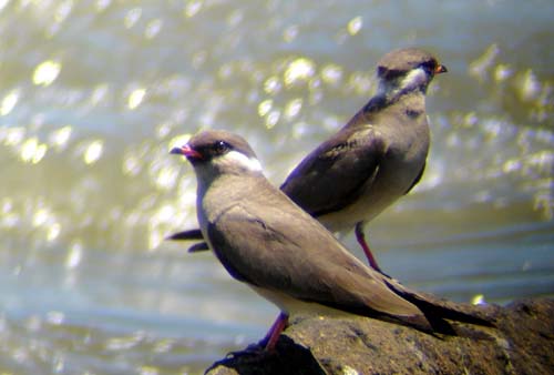 119-Rock-Pratincoles-Popa-falls
