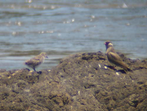 120-Rock-pratincoles-young-on-island