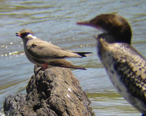 121-Rock-pratincoles-w-cormorant