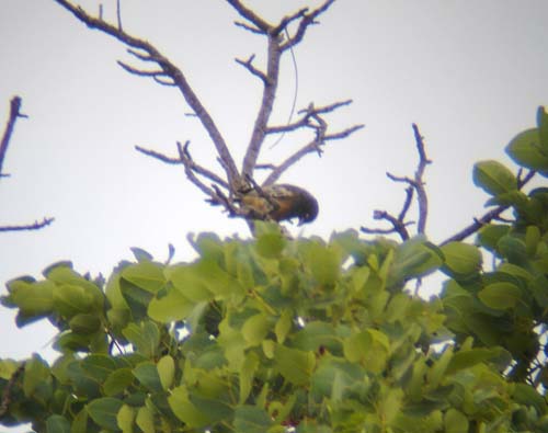 123-Rufous-bellied_Tit