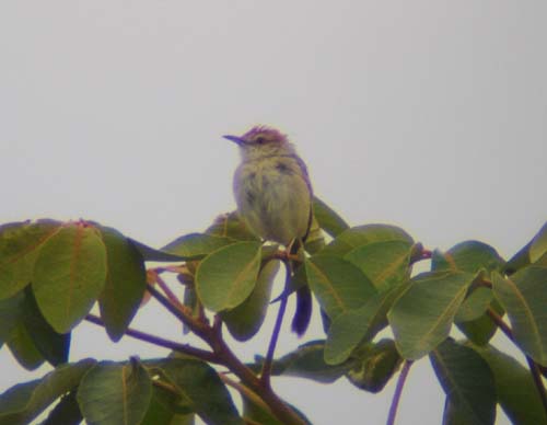 125-Tinkling-Cisticola