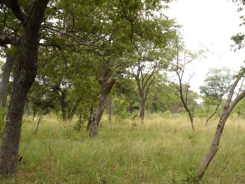 126-Arnots-chat-habitat