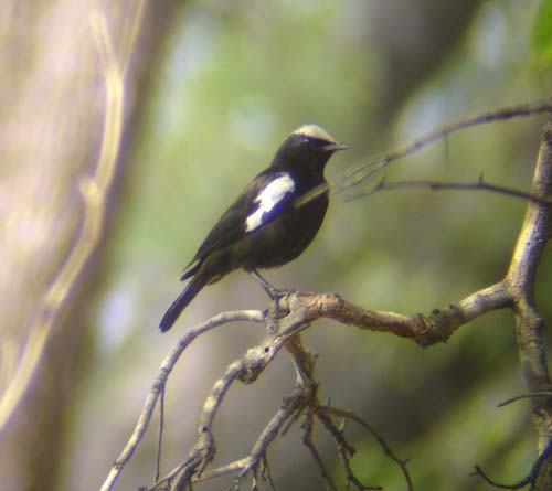 127-Arnot's-Chat-Rundu-woodlands