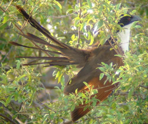 130-Coppery-tailed-Coucal-Rundu