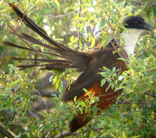131-Coppery-tailed-Coucal-Rundu-2