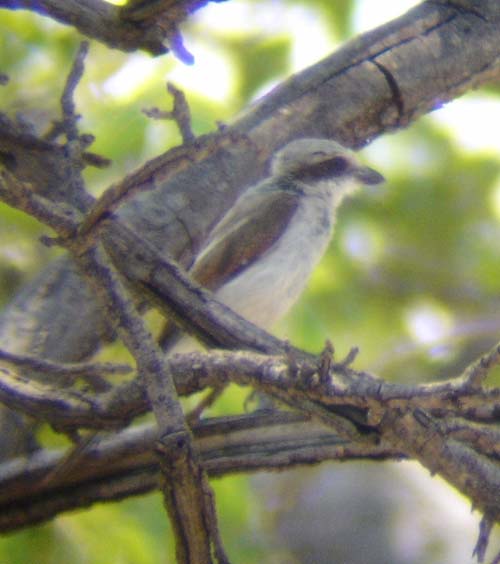 133-Souza's-Shrike-1