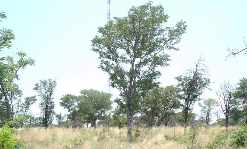 136-Radio-mast-habitat
