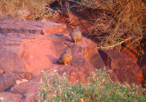 139-Hartlaub's-Spurfowl-Waterberg-3