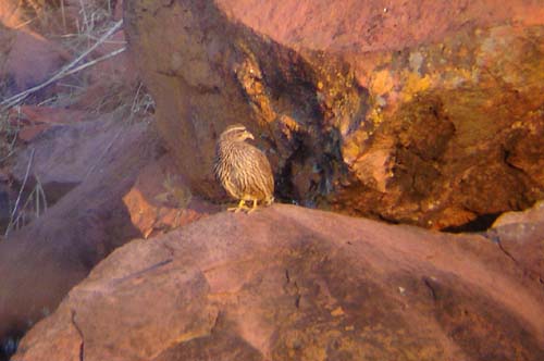 140-Hartlaub's-Spurfowl-Waterberg-8