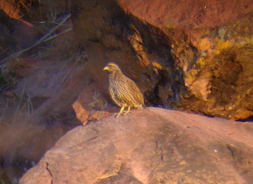 142-Hartlaub's-Spurfowl-Waterberg-7